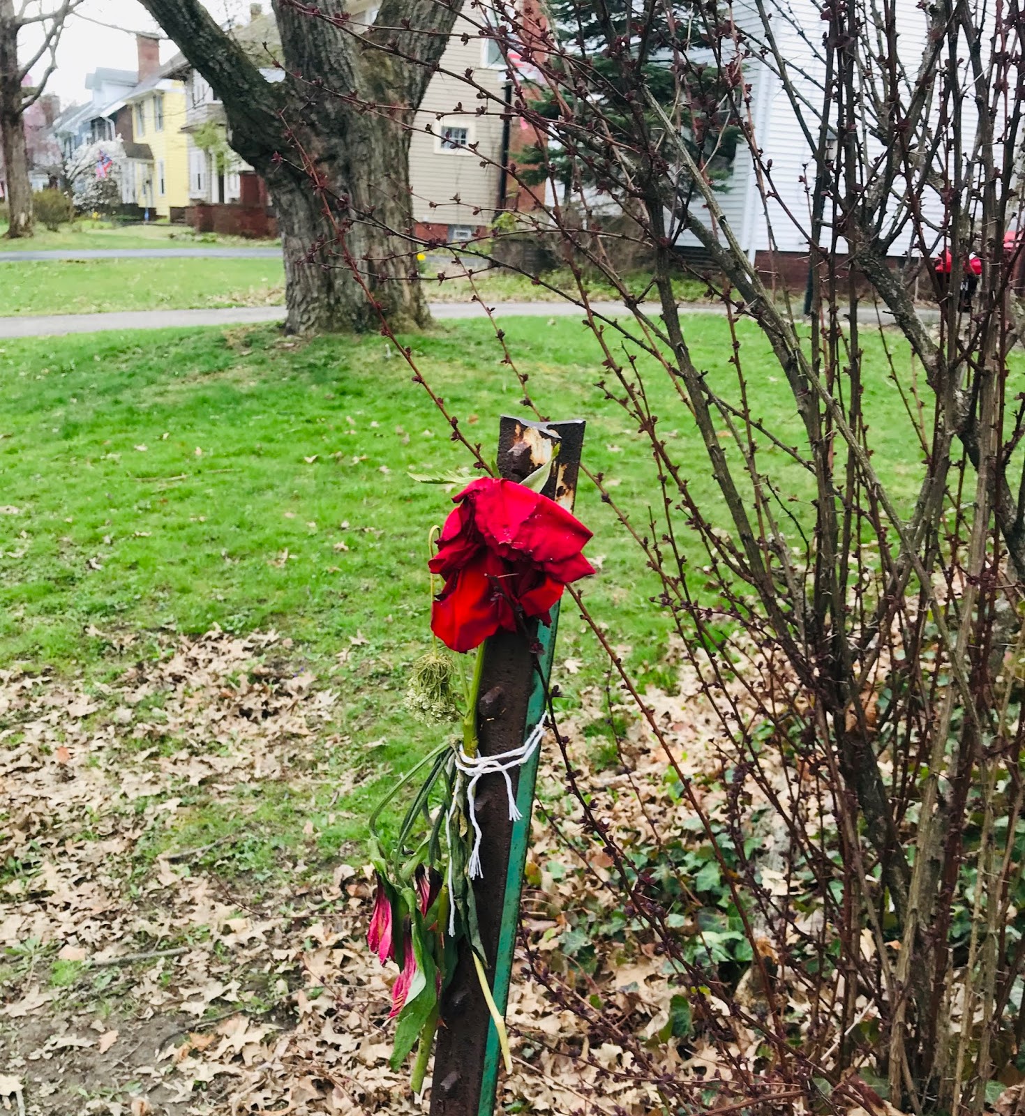 A wilted rose tied to an unused sign post