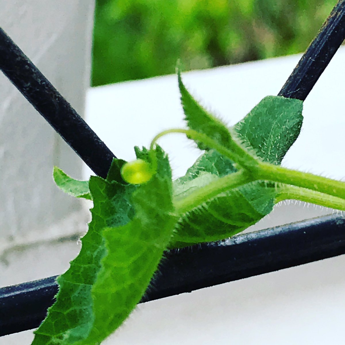 close up of baby cucumber plant