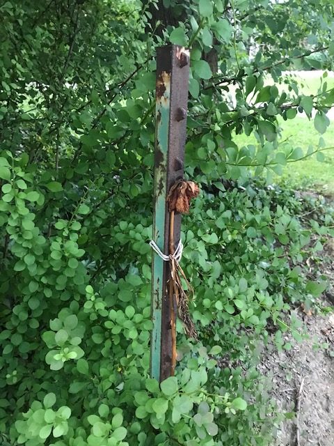 a dried rose on a fence post