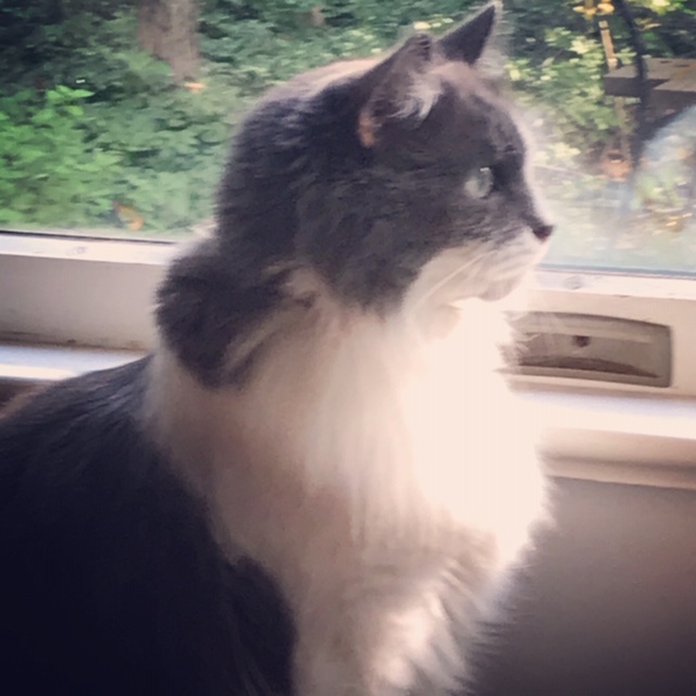Black and white fluffy cat sits majestically