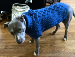 Blue point American pit bull in a blue cable-knit sweater