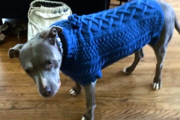 Blue point American pit bull in a blue cable-knit sweater